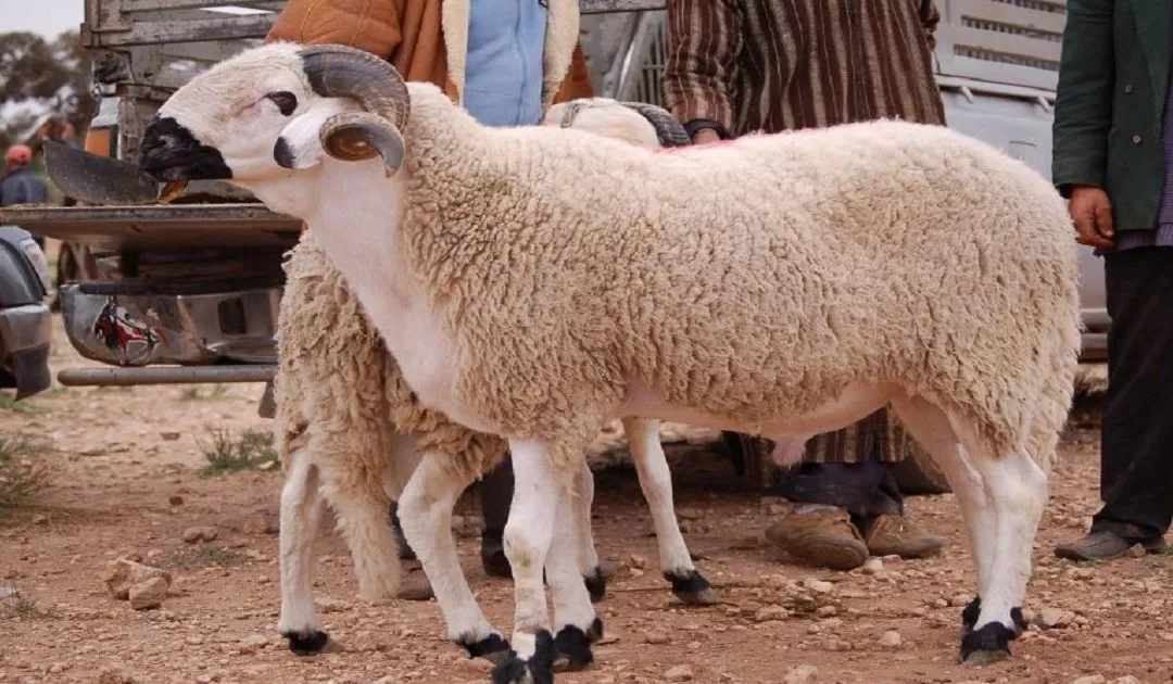 أسعار الأضاحي