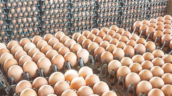 سعر كرتونة البيض